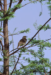 Western Meadowlark (Sturnella Neglecta)