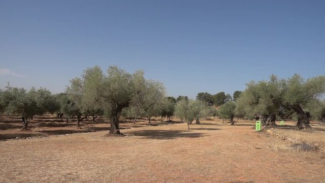 The august road surrounded by olive trees