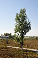 Obraz premium Das schwarze Moor bei Poppenhausen