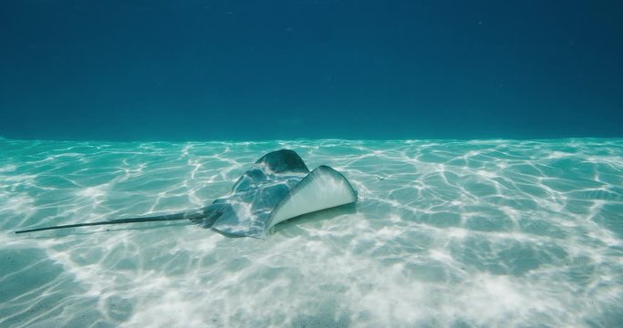 Amazing stingray swimming gracefully underwater, stingray gliding over a sandy ocean floor, stingray adventure