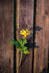 flower sprouted through the gap between the fence boards