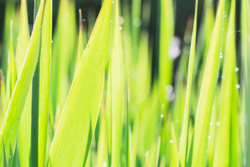 Close up of thick grass with water drops in the early morning