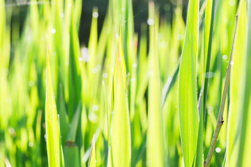 Fototapeta na wymiar Close up of thick grass with water drops in the early morning