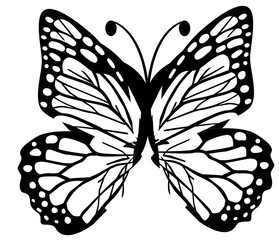 butterfly isolated on white background.sketch style