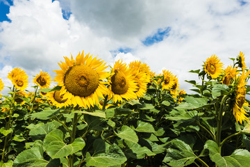 sunflower field experimental