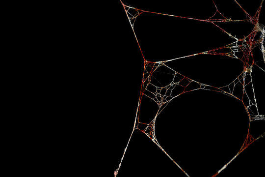 Spider web or cobweb is marked with bloodstains on black background, Bloody scary and horror