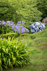 Lilies of the Nile (Agapanthus) flowers