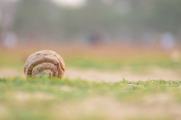 snail on grass