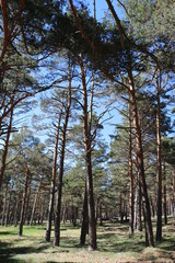 Fototapeta premium BOSQUE DE PINOS ALTOS 