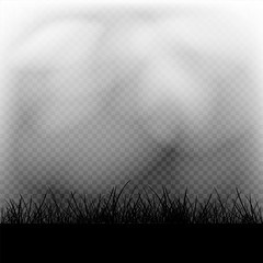 fog and grass in transparent dark