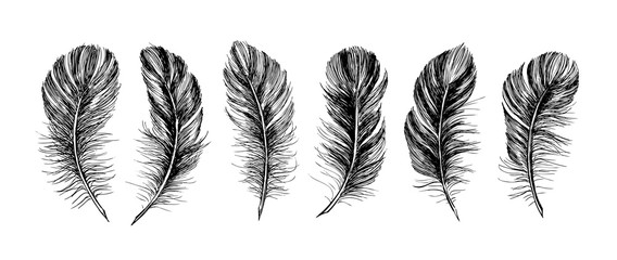 Feathers set on white background. Hand drawn sketch style. 