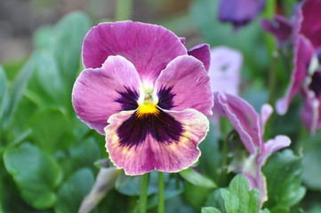 Stiefm&uuml;tterchen