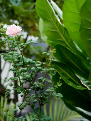 Beautiful roses in an outdoor garden