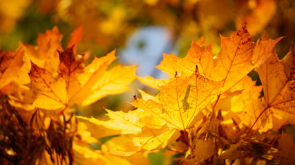 mellow autumn. beautiful maple leaves yellow golden in city Park blurred background