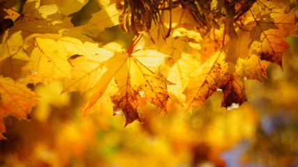 mellow autumn. beautiful maple leaves yellow golden in city Park blurred background