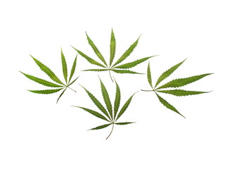 Cannabis, marijuana leaves isolated on white background