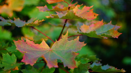 Fototapeta premium autumn background with multicolored. beautiful maple leaves yellow in city Park blurred background