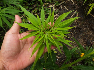 Hand holding green fresh hemp,Cannabis sativa L. subsp.Sativa(CANNABACEAE)