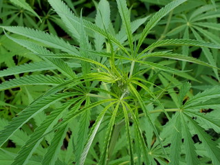 Hemp,Cannabis sativa L. subsp. Sativa(CANNABACEAE) in Thailand