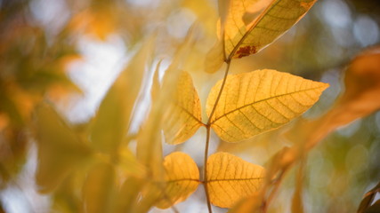 autumn colors of leaves. beautiful ash leaves yellow greenish in the city Park blurred background bokeh