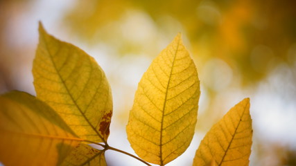 autumn colors of leaves. beautiful ash leaves yellow greenish in the city Park blurred background bokeh