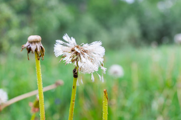 Macro closeup of white fluffy dandelion with seeds in wet dew rain water drops showing bokeh, detail and texture in Colorado