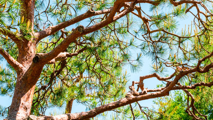 Nice tree with its branches and green leaves.