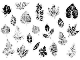 Stamp leaves