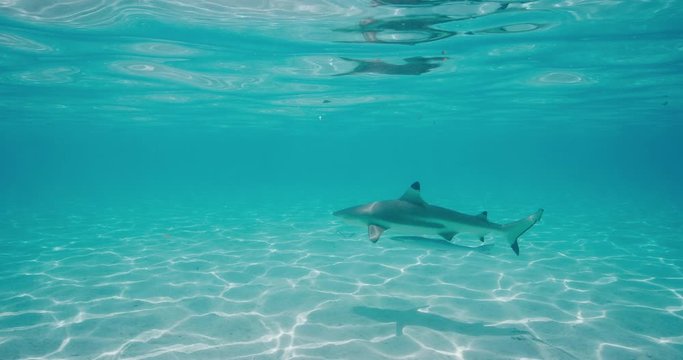 Underwater shot of a black tip reef shark swimming and casting a shadow along a clean sandy ocean floor with interesting light textures