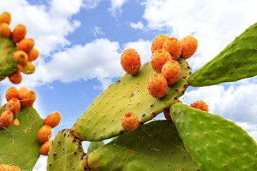 Fruits of an orange ripe sweet cactus of prickly pear prickly pear cactus against the background of a blue slightly cloudy sky.