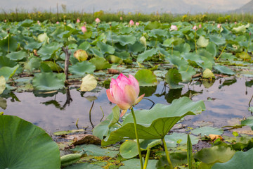 An Indian lotus in a lake on a late afternoon