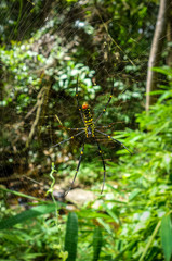 Orb weaver spider in jungle, Chiang Mai, Thailand