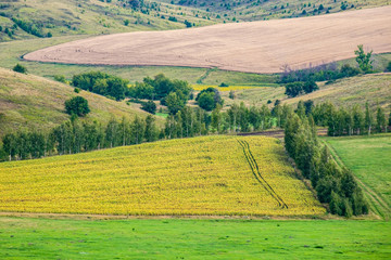 View of a hilly area with fields of bright yellow blooming sunflowers. At the edge of the fields trees grow.