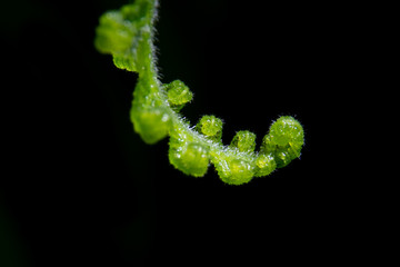 fern on soil and tree in forest