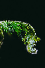 fern on soil and tree in forest