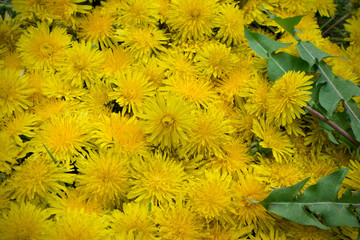 Dandelion flower natural yellow pattern or texture close up