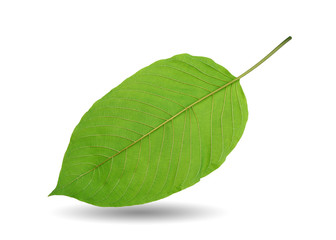 Obraz premium Mitragyna speciosa Korth.(back view )Located in the family Rubiaceae. It is a medicinal plant and is addictive.Isolated on white background this has clipping path. 