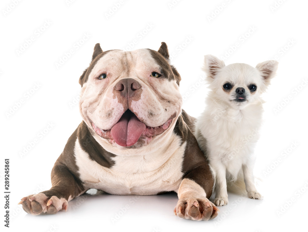 Poster american bully and chihuahua