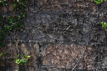 Backgrounds Tree roots on wall