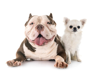american bully and chihuahua