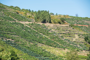 Fototapeta na wymiar Vineyards in espalier on the slopes of a hill in Ribera Sacra, Castro Caldelas, Ourense, Galicia.