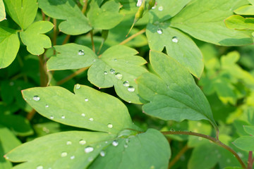 Macro shot of rain drops on green leaves