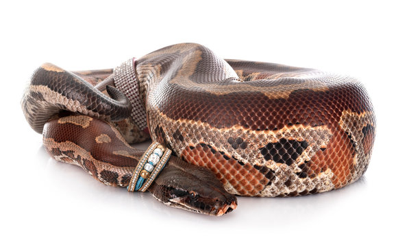 Python brongersmai in studio