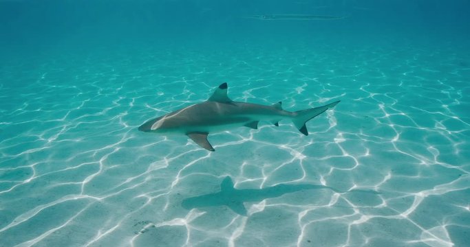 Underwater shot of a black tip reef shark swimming and casting a shadow along a sandy ocean floor with interesting light textures
