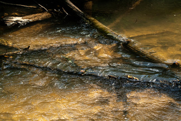 Natural background of the natural environment. Vegetation taken during the day. A simple collection of plants in the frame.