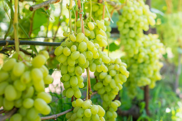 bunch of white grapes on the vine and green leaves close-up. Industrial Grape Garden