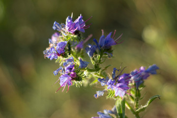 Obraz premium Beautiful flowers. Garden flower natural background. Bright colors of plants.
