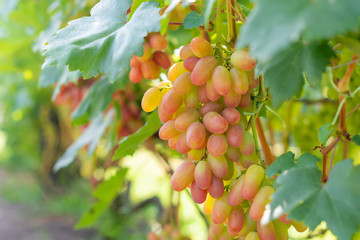 bunch of pink grapes on the vine and green leaves close-up. Industrial Grape Garden