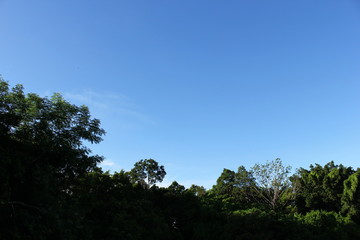 Obraz premium tree nature and blue sky