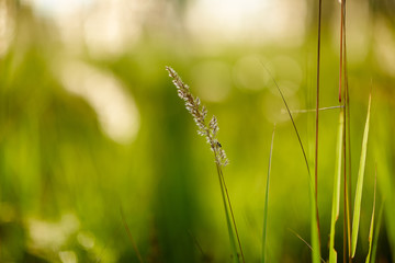 Light backdrop. Beautiful autumn nature. Autumn garden. Grass background. Green farm. Summer color. Abstract art.